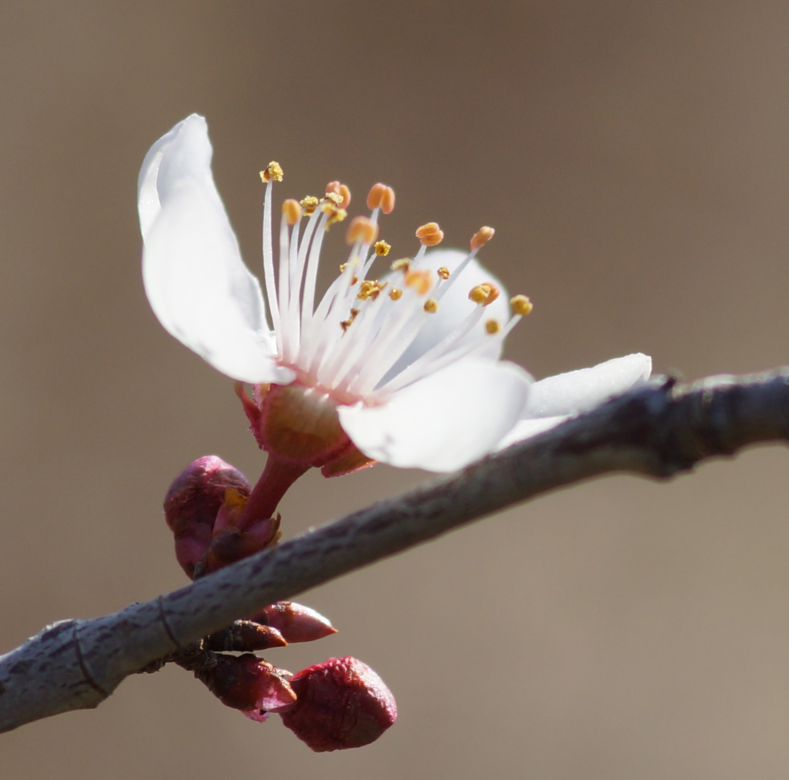 prunus09recadré